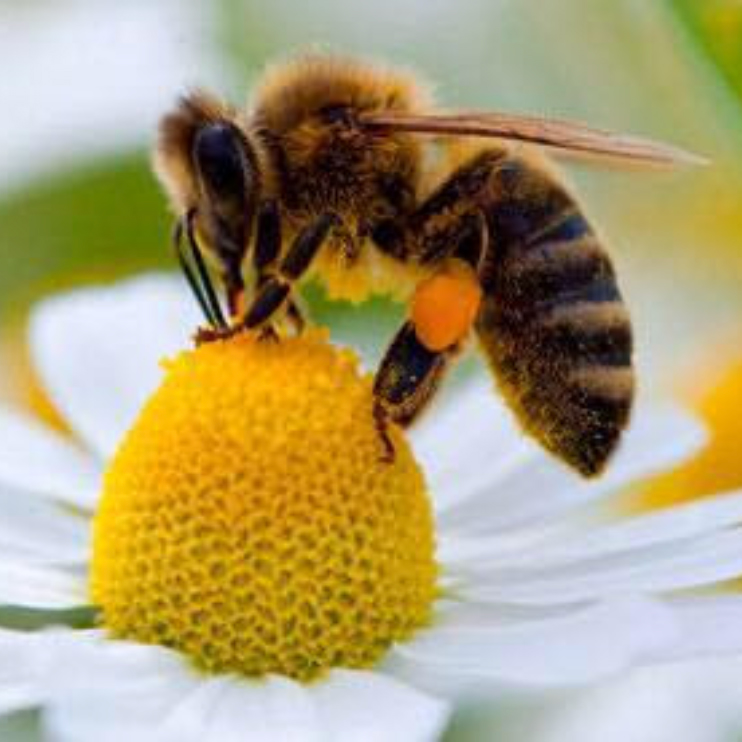 bee-sq