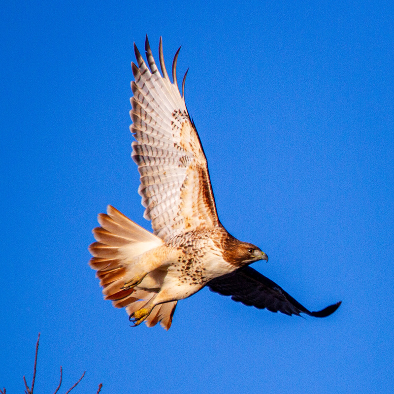 Hawk Hawk