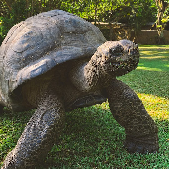 The Tortoise
